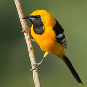 Male. Note: black face and bright orange body.