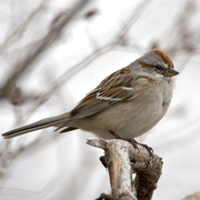 Note: bicolored bill and dark spot on breast. Note: bicolored bill and dark spot on breast.