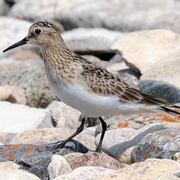 Note long primary projection, black legs, and medium sized black bill. Note long primary projection, black legs, and medium sized black bill.