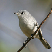 Female. Note: thin, white eye-ring; long tail with white underside. Female. Note: thin, white eye-ring; long tail with white underside.
