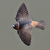 Adult in flight. Note: pale rump. Adult in flight. Note: pale rump.