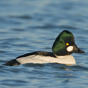 Male. Note: round white patch on face and clear white sides. Male. Note: round white patch on face and clear white sides.