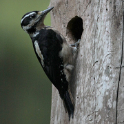 Female. Note: long heavy bill, lack of red on crown (of male), unmarked outer tail feathers. Female. Note: long heavy bill, lack of red on crown (of male), unmarked outer tail feathers.