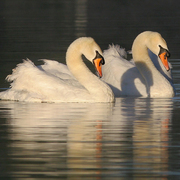 Adults. Note: orange bill with black knob. Adults. Note: orange bill with black knob.