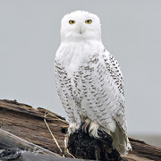 Bird of the week image