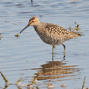 Breeding plumage. Note: barred breast/belly and rufous cheeks. Breeding plumage. Note: barred breast/belly and rufous cheeks.