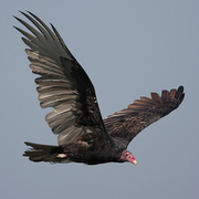 Adult. Note: dihedral flight and pale primaries/secondaries Adult. Note: dihedral flight and pale primaries/secondaries