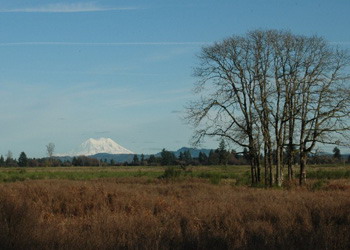 Birding Site of the week image