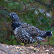 Male. Note: dark neck and dark tail.